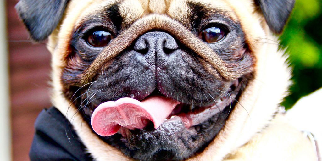 pet-photographer-3-1024x847